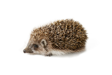 Cute baby hedgehog isolated in front of white background.