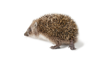 Cute baby hedgehog isolated in front of white background.