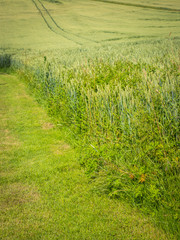 Obraz premium Getreideanbau