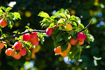 branch of plum tree © baiajaku