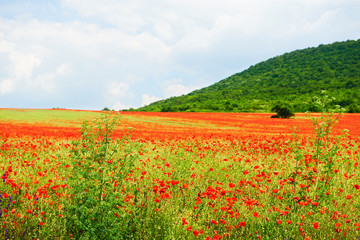 Landscape of poppies field of red flowers in Bulgaria