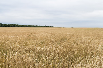 Wheat corn harvets in Ukraine