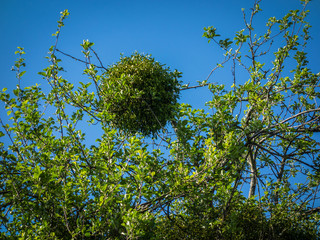 Misteln auf Baum