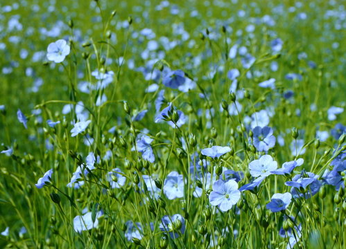 Lein, Flachs