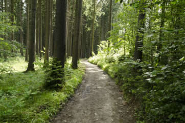 rocky trail in the woods