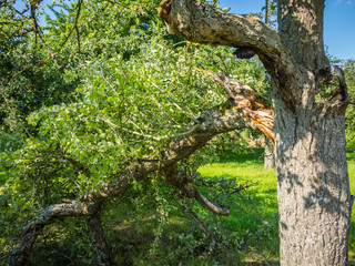 Baum bricht zusammen