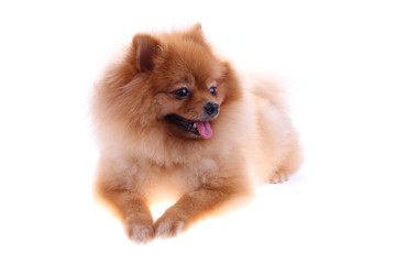 Fototapeta na wymiar pomeranian dog cute pets isolated on white background
