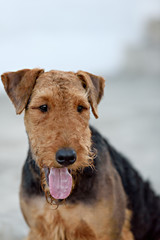 beautiful airedale terrier dog portrait