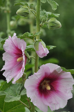 Stockrosen (Alcea) bzw. Stockmalve w&auml;hrend des Sommeranfangs