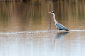 Gray heron i