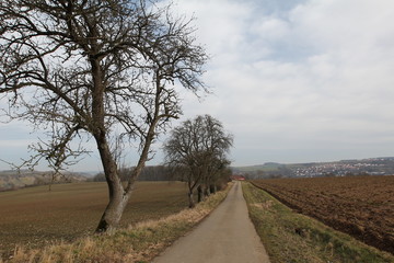 Fototapeta na wymiar Landscape with road and trees
