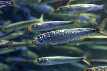 Japanese anchovy (Engraulis japonicus) in Japan