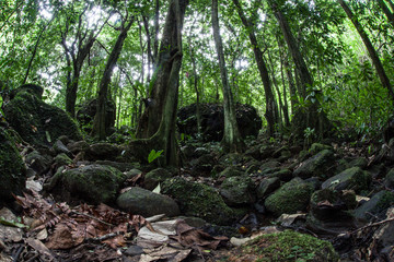Fototapeta premium Tropical Rainforest