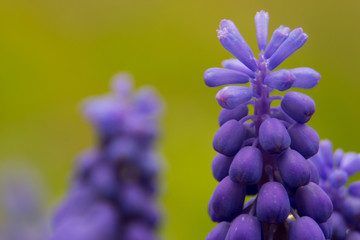 Blüte 