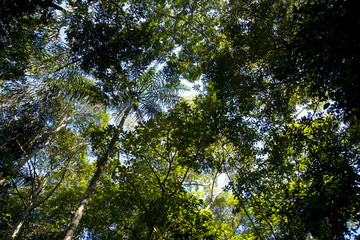 アマゾン河岸のジャングル