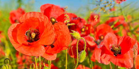 Poppies
