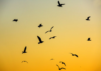 birds flying in a seagull in the night sky