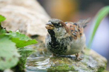 kleiner Sperling trinkt an einer Wasserpfütze