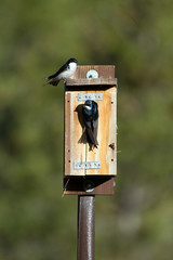 Two tree Swallows at a nest box in the Rocky Mountains of Colorado