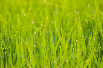 Fototapeta na wymiar Dew on the green of the rice.