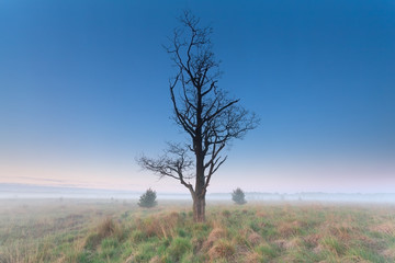 tree om misty morning meadow
