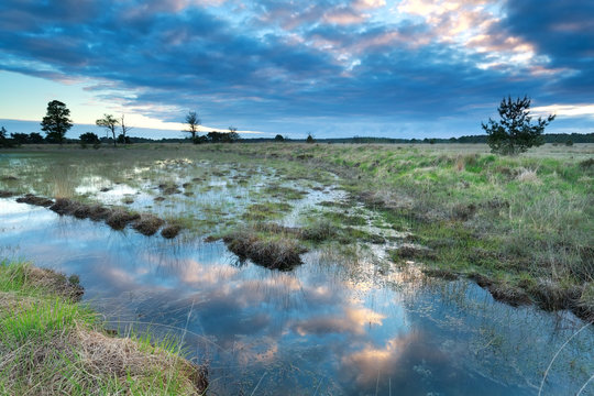 morning sky reflected in swamp water