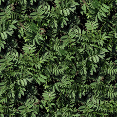 Бесшовная текстура зарослей мелкого кустарника