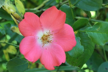 Obraz premium Deep pink rose