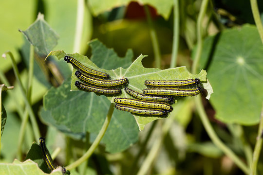 Caterpillars feeding