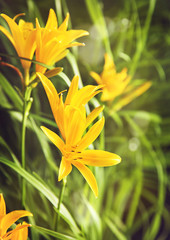 Obraz premium Yellow lily. Toned image