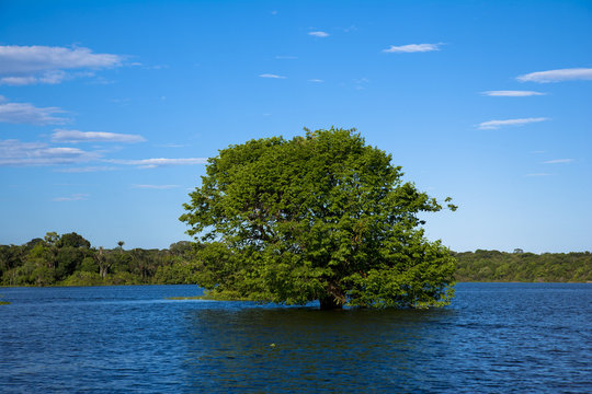 6 最適な アマゾナス川 画像 ストック写真 ベクター Adobe Stock