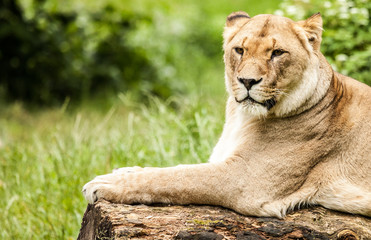 Löwin, Panthera leo