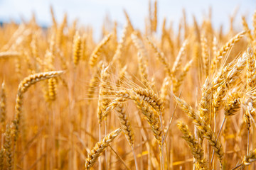 Fototapeta premium wheat field