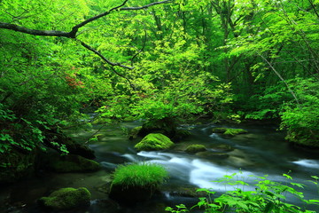 青森県　奥入瀬渓流　三乱の流れ