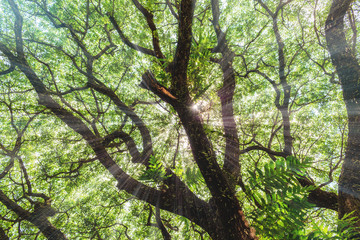Fototapeta premium The Rain Tree