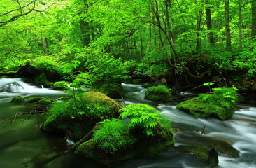  夏の奥入瀬渓流 