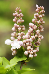 Blooming lilac branch. Selective focus. Shallow depth of field