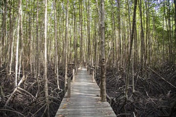 Fototapeta premium Mangrove Forrest