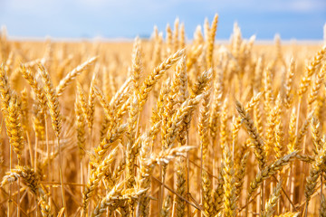 Fototapeta premium wheat field