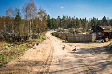 Fototapeta na wymiar Geese on a rural road