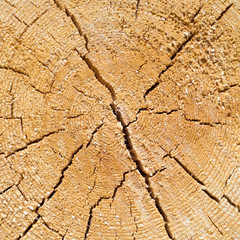 Cracked pine-tree trunk in cross section
