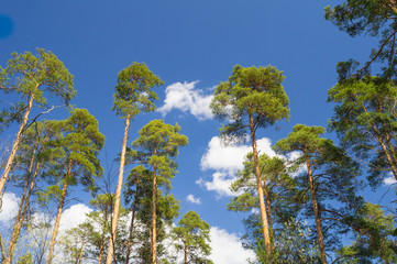 Fototapeta premium The young pine forest on sky background