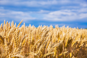wheat field
