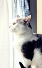 Black and white cat looking out the window