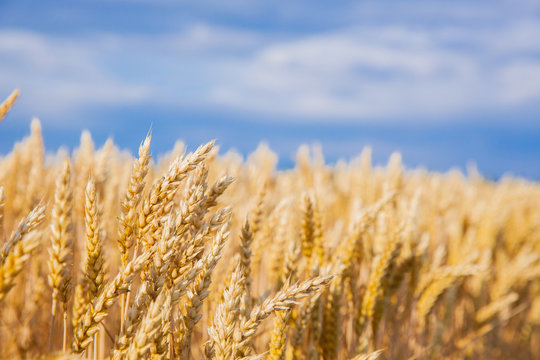 wheat field