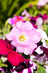 Pink Flowers in garden
