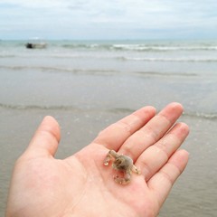 died crab on hand with beach