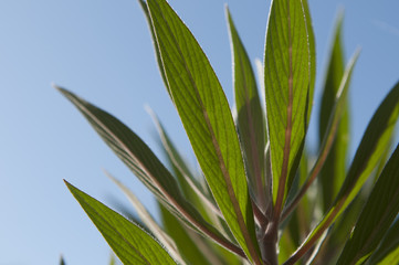 Green Leaves on Blue Sky