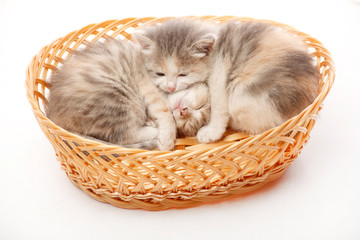 Fototapeta na wymiar Two litle kittens in the wicker