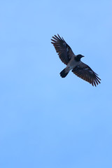 Fototapeta premium High up flying black and gray crow with large wings 